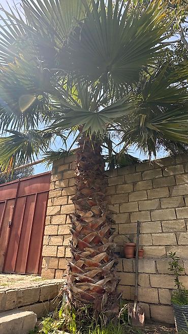 Деревья: Mexikan fan xurması – Washingtonia robusta (dekorativ palma) - Növ — 2