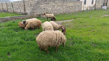 qoyun ana bala: Qoyun ailəsi – ana qoyun və iki quzu - Növ: yerli qoyun (ana) və iki — 4