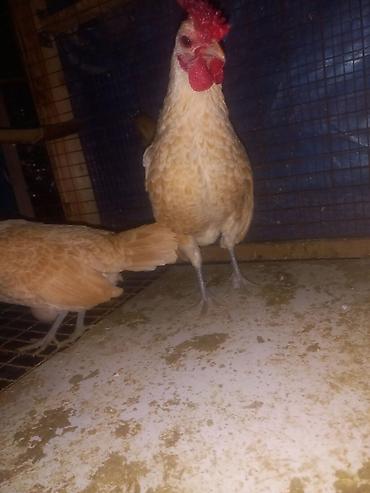 Куры, петухи: Продаю | Куры | Для разведения — 5