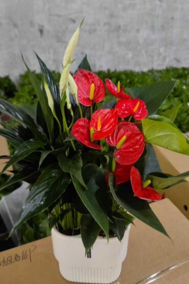 Другие товары для дома и сада: Продаются цветы — 4