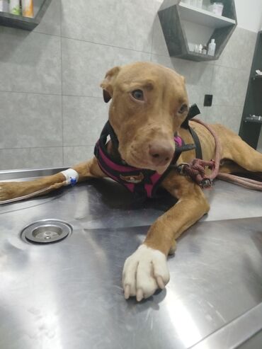 Собаки: Питбуль, 9 месяцев, Самка, С прививками, Бесплатная доставка