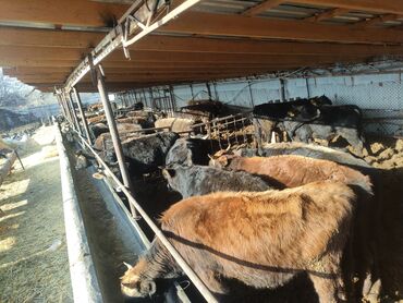 Коровы, быки: Продаю | Бык (самец) | На откорм — 18