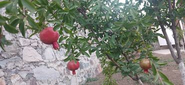 Bağ evlərinin satışı: Gəncə, 610 kv. m, 6 otaqlı, Hovuzsuz, Kanalizasiya -da lalafo.az — 7 Bağ evlərinin satışı: Gəncə, 610 kv. m, 6 otaqlı, Hovuzsuz, Kanalizasiya — 7