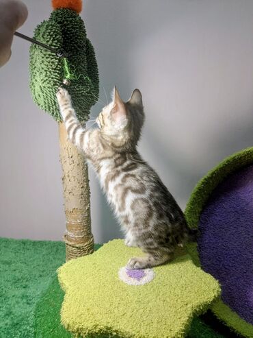 Продажа кошек: Бенгальская, 2 месяца, Мальчик, С документами, Приучена к лотку, Проглистована — 11