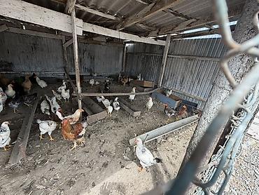 куры живые: Продаю | Куры | Домашняя | Несушки — 1