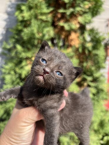 котёнок в добрые руки: Котята от домашней кошки - Помёт из нескольких малышей: тёмные