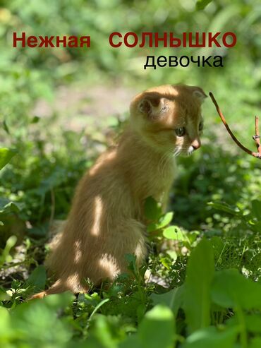 голая кошка сфинкс цена: Кошка даром: Скотиш Фолд (Шотландская вислоухая), 2 месяца, Мальчик