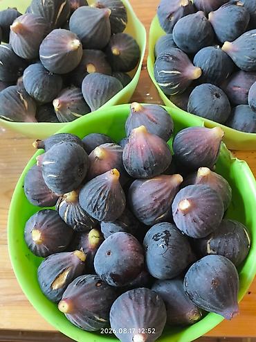 əncir: Təzə qara əncir. 1 kilo 6 man. minimal sifariş 2 kilo. Çatdırılma — 1