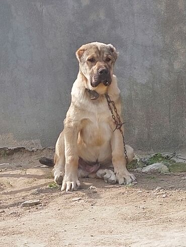 itlerin sekilleri: Kanqal, 6 ay, Erkek, Sənədli, Ünvandan götürmə