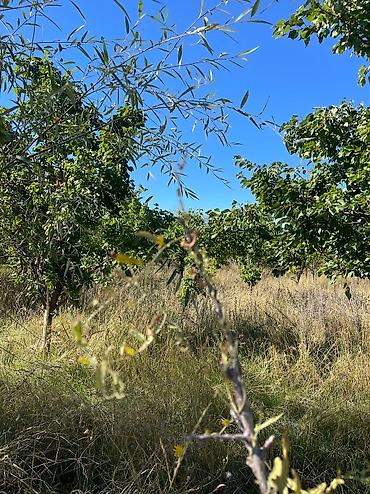 Продажа участков: Продаётся сад ( яблоня, груша абрикосы ) 10 соток в селе Жениш — 2