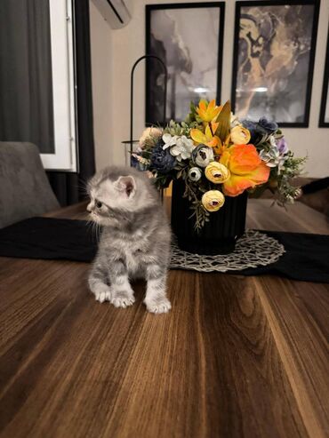 Pişiklər: Şotland — 6