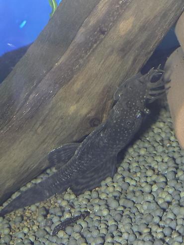 Рыбы: Анциструс звездчатый (плекостомус, «Starry/White-spotted Bristlenose») — 7