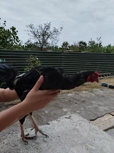 quslar haqqinda melumat: Həyratı xoruz.7 aylıqdır.Fotolarda görünməsə də Qanatlarında təbii — 4