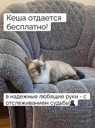 Отдам даром кошку: Кошка даром: Сиамская, 1 год, Мальчик, Кастрирована, Приучена к лотку, Проглистована — 3