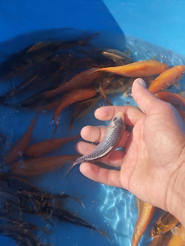 Рыбы: Коя, малёк карпа Кои — 12