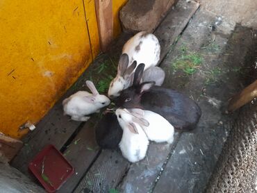 Коровы, быки: Salam dovşanlar satılır. Tam sağlam dovşanlardır Balacalar 6manat