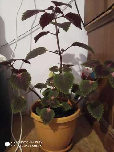 QAZ: Kolyoz (Coleus) bəzək bitkisi – saksıda - Yarpaqlar: bənövşəyi-yaşıl