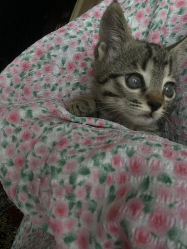купить котят: Беспородная, 2 месяца, Девочка, Белый, Приучена к лотку, Проглистована