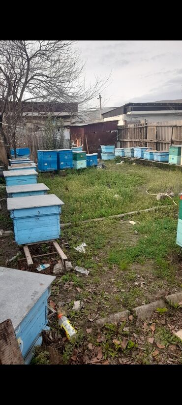 arı satışı 2023: Arı yeşikləri