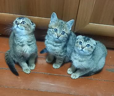 Продажа кошек: Продаются котята шотландской породы чистокровные, мальчик скотиш — 2