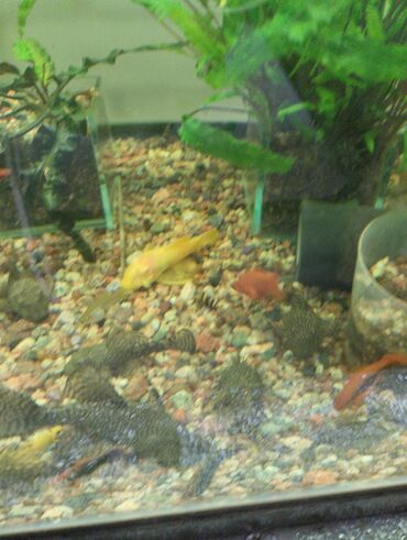 Рыбы: Гуппи 35с меченосцы от 50 с анцитрусы мальчики взрослые по 300с — 12