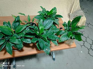день сяпина: Спатифиллум (Spathiphyllum) в горшке - Пышный куст с крупными — 4