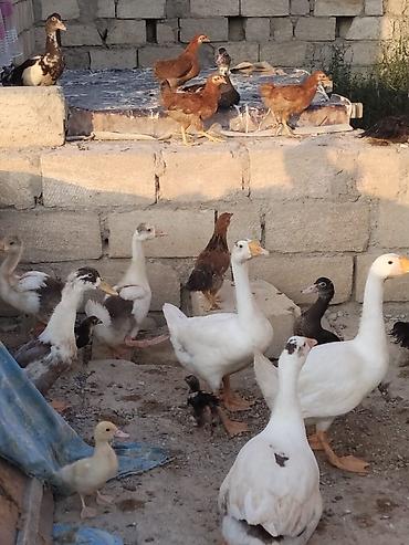 jersey inek satışı: Ördey qaz satilir 3 ay yarimliədilar — 7