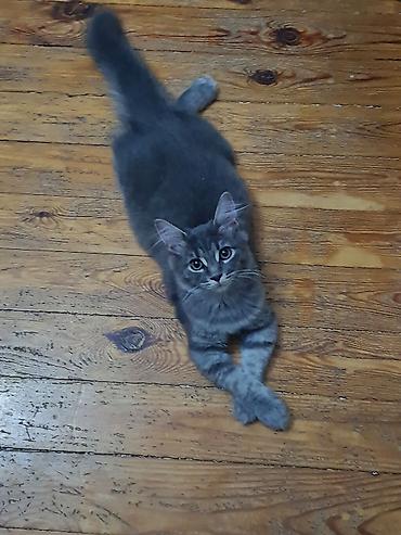 maine coon azerbaycan: МЕЙНКУН ДЕВОЧКА!!!! 2 МЕСЯЦА, ПРИУЧЕНА К ЛОТКУ,ЛАСКОВАЯ, ДОМАШНЯЯ — 2