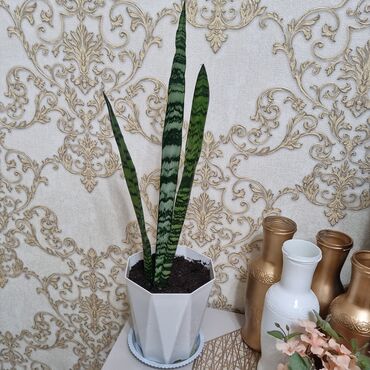 купить 1 литровые стеклянные банки: 🌿 Замиокулькас – стиль и уют в одном горшке! Красивый, ухоженный