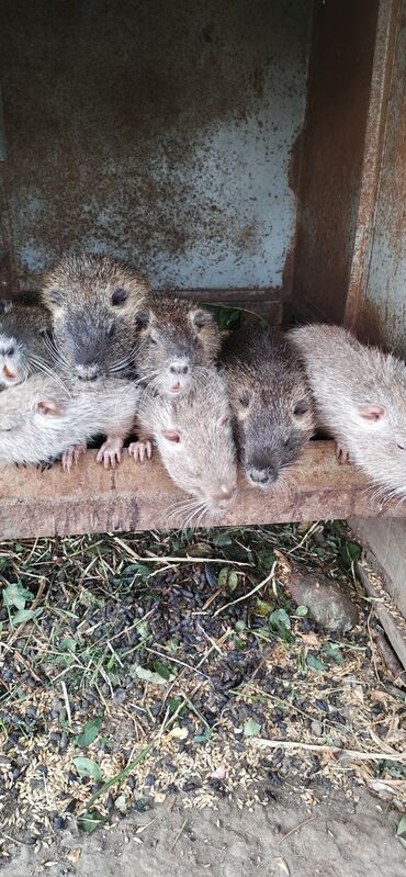 котята отдам в добрые руки: Продаю Молодняк нутрии, 4 мес. - Вид: нутрия (Coypu)