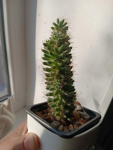 Женское счастье (Спатифиллюм): Комнатные растения в горшках 1) Цитрус (лимон/апельсин из косточки) — — 7