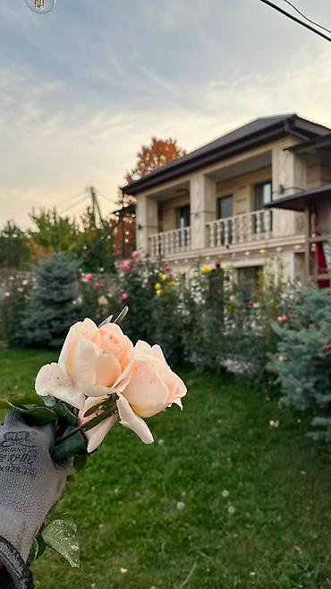 обмен квартиры: Сдаётся в аренду особняк в Беш-Кунгее Предлагается в долгосрочную — 3