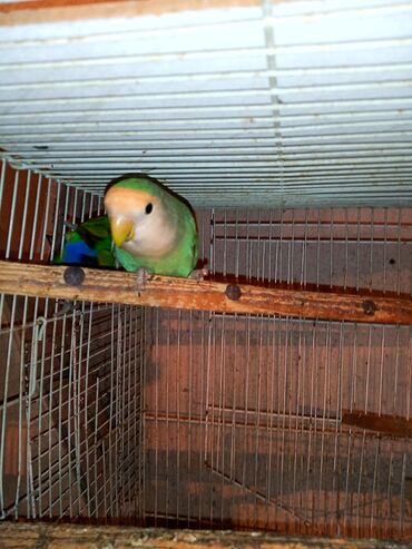 Digər quşlar: Nerazlucnik fişer ayrilmazlar maskvıy deyillər cütdu satılır hazır — 15