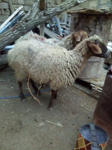 Qoyunlar, qoçlar: Qiymət cütünə ayıdır real alıcıya endirim olacaq boğaz heyvan di — 4