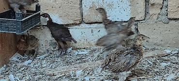 brama cucesi: Qırqovul balalrı. 1 ay olar almışam . Aldığım adam zümrüd və Qafqaz — 3