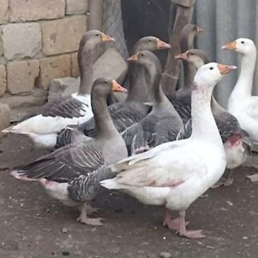 qazl: Diri və təmizlənmiş qazlar satılır fevral martda çıxıblar diri — 2