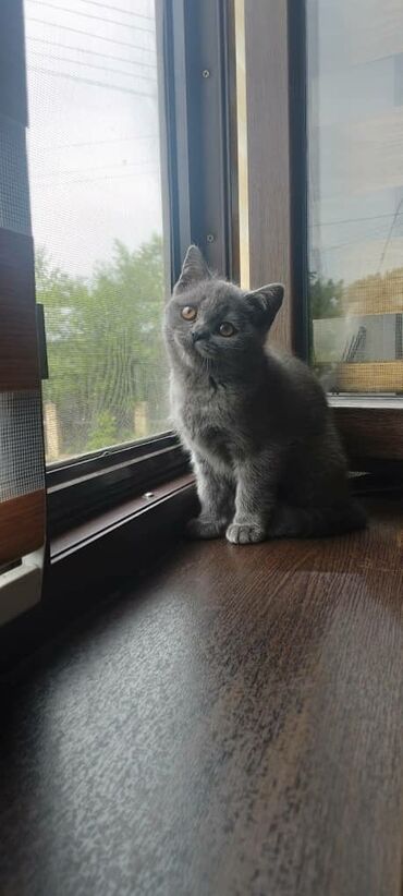 сиамская длинношерстная кошка: Британская короткошёрстная, 2 месяца, Девочка, Серый, С документами