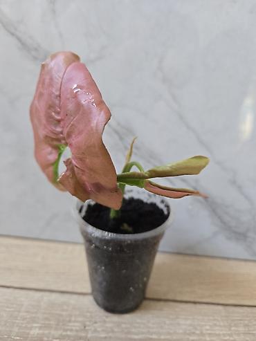 Филодендроны: Сциндапсусы,сансевиерии ва, сингониум Ред спот,сингиниум пинк бьюти — 11