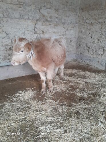 Коровы, быки: Продаю | Бык (самец) | На откорм | Привязанные — 17