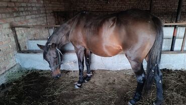 кошка домик: Сатам | Бээ (ургаачы) | Англиялык