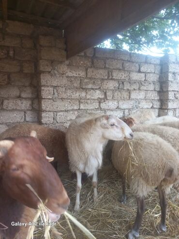 Qoyunlar, qoçlar: Qoç satılır .buynuzlu qoç 650 manata beyləqan 1000 manat sonudu.qoyun -da lalafo.az — 4 Qoyunlar, qoçlar: Qoç satılır .buynuzlu qoç 650 manata beyləqan 1000 manat sonudu.qoyun — 4