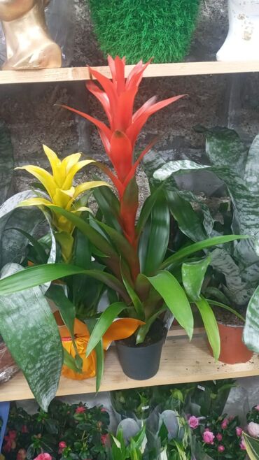 Şitillər: Gül satsi Vathcapa yazın isdediyniz gülü ünvanda catraq Otaq gülleri — 8