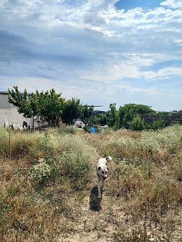 Həyət evləri və villaların satışı: Nardaran qəs. 3 otaqlı, 3 kv. m, Kredit yoxdur, Orta təmir — 21
