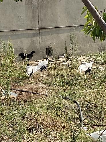 ev heyvanlarının satışı: Gumusu qirqovul erkeydi 2 ed satilir diwisiynen barter olunur 1 il 6 — 5
