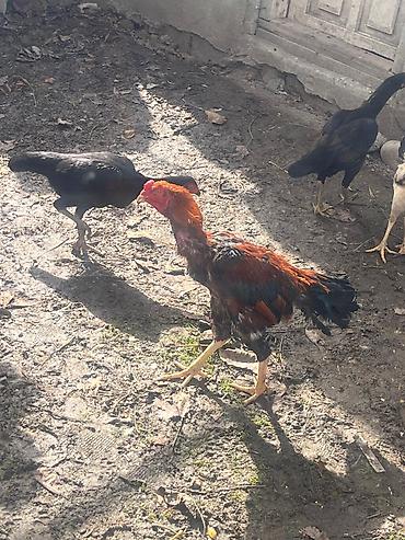 avstrolop yumurtasi: Mayalı Sosyet heyratı yumurtaları satılır yaxşı heyvanların — 6