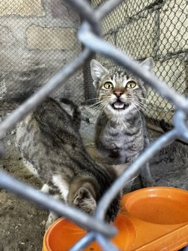 Pişiklər: Tabbi, Erkək, Dişi, Yaxşı əllərə, Pulsuz çatdırılma -da lalafo.az — 2 Pişiklər: Tabbi, Erkək, Dişi, Yaxşı əllərə, Pulsuz çatdırılma — 2