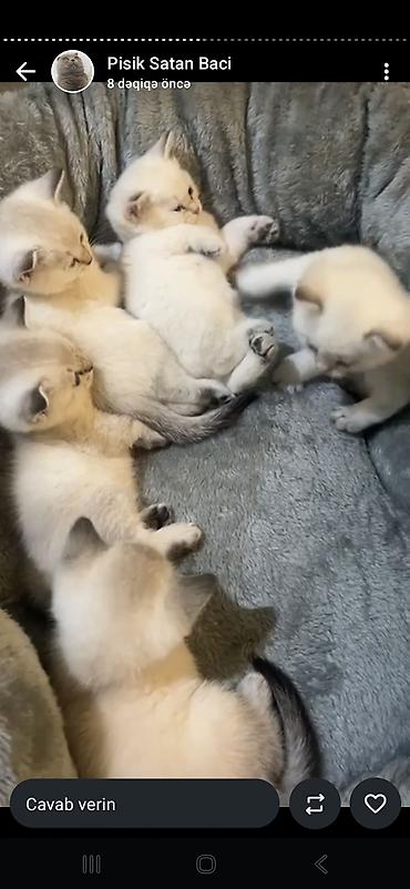 Pişiklər: Britan, Erkək, Dişi — 12