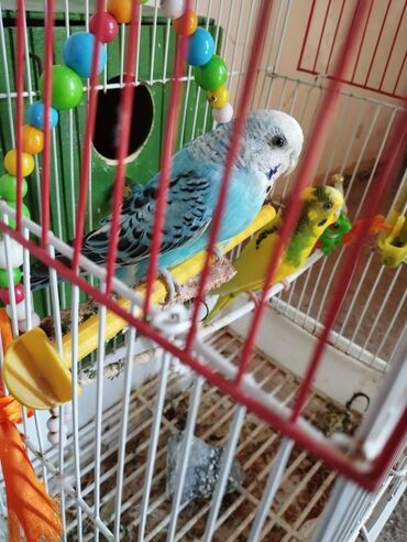 Gəmiricilər: Bu, mavi və sarı rənglərdə olan iki tutuquşu üçün nəzərdə tutulmuş