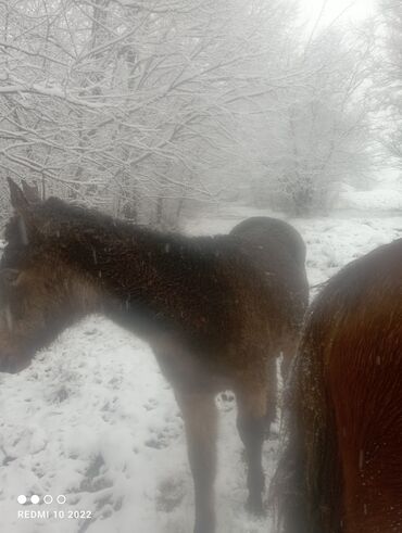 Лошади, кони: Продаю | Кобыла (самка) | Для разведения — 1