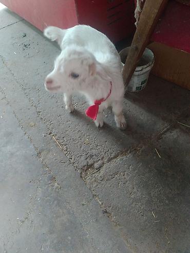 Козы, козлы: Продаю | Коза (самка) | Зааненская | Для разведения — 23